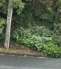 Pelargonium tomentosum