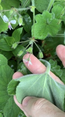 Pelargonium tomentosum
