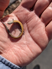 Hemiergis decresiensis