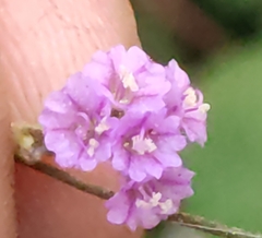 Boerhavia diffusa