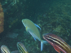 Ferdauia orthogrammus