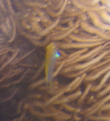 Neoglyphidodon melas