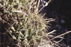 Coryphantha octacantha