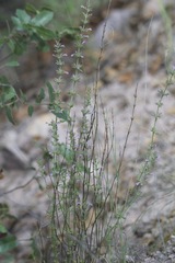 Hedeoma drummondii
