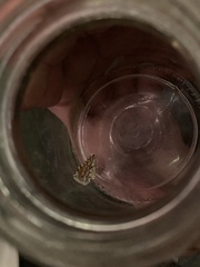 Stamnodes tessellata