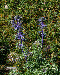 Eryngium bourgatii