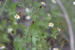 Bidens bigelovii