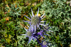 Eryngium bourgatii