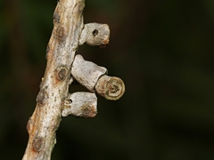 Spilonota constrictana