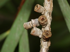 Spilonota constrictana