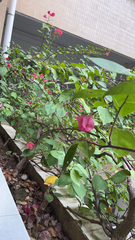 Bougainvillea