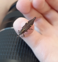 Rhinotia bidentata