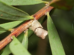 Spilonota constrictana