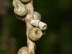 Spilonota constrictana