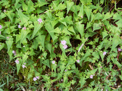 Persicaria runcinata