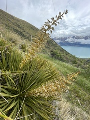 Aciphylla aurea
