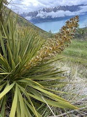 Aciphylla aurea
