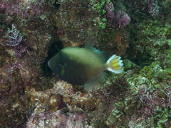 Sufflamen chrysopterum