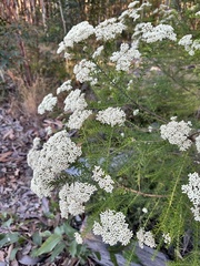 Ozothamnus diosmifolius