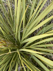Aciphylla aurea