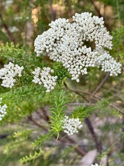 Ozothamnus diosmifolius