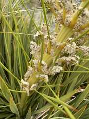 Aciphylla aurea