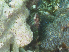 Enneapterygius similis