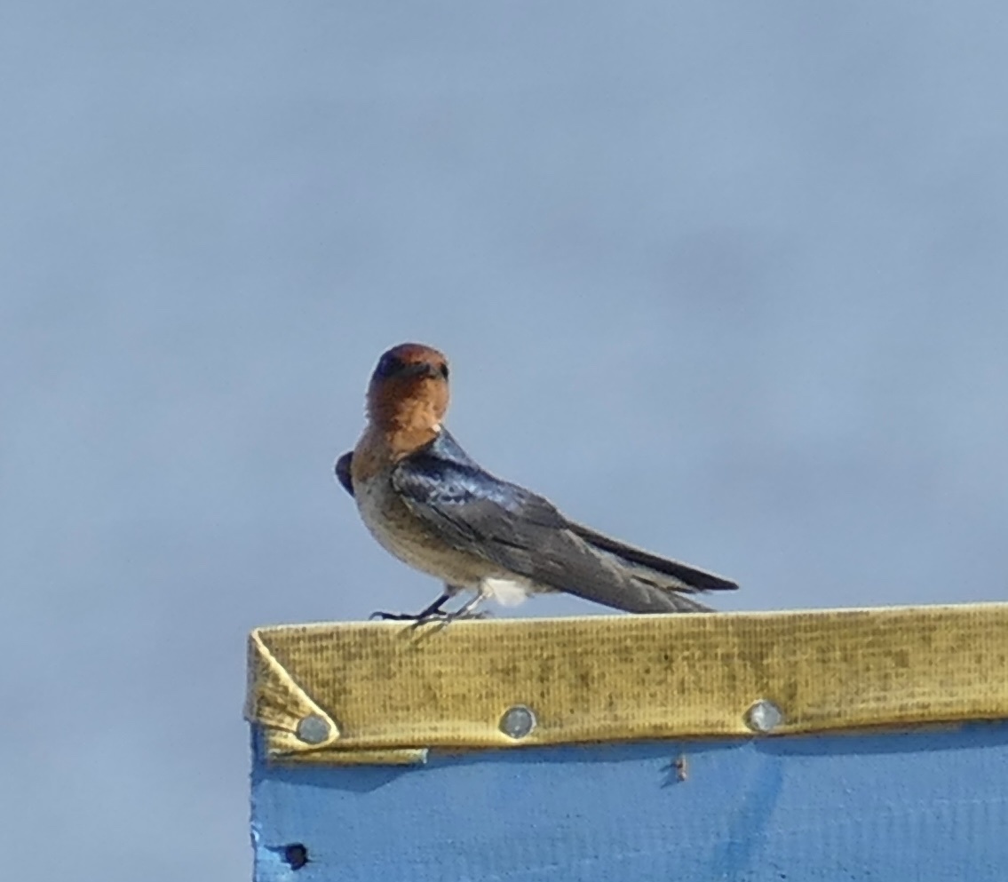 Pacific Swallow