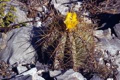 Astrophytum ornatum