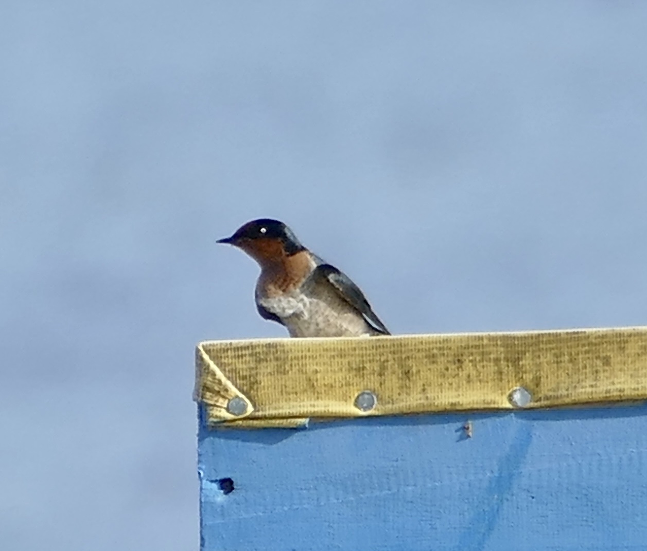 Pacific Swallow