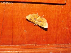 Cacographis osteolalis