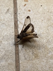 Euscirrhopterus poeyi
