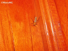 Chauliognathus cinguliventris