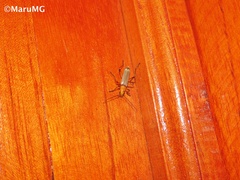Chauliognathus cinguliventris