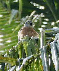 Accipiter soloensis