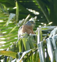Accipiter soloensis