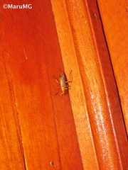 Chauliognathus cinguliventris