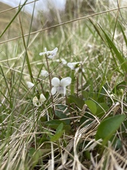 Viola cunninghamii