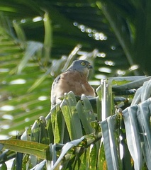 Accipiter soloensis