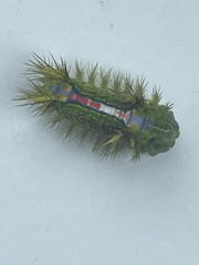Anaxidia lozogramma