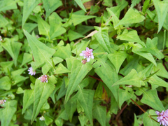Persicaria runcinata