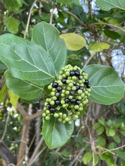 Premna