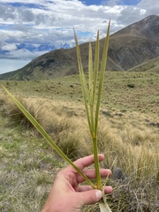 Aciphylla aurea