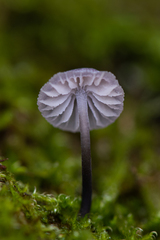 Mycena pseudocorticola
