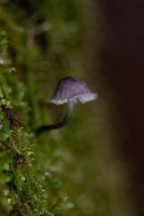 Mycena pseudocorticola