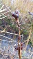 Juncus squarrosus