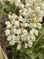 Gaultheria crassa