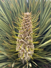Aciphylla aurea