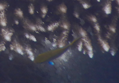 Neoglyphidodon melas