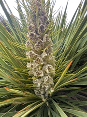 Aciphylla aurea